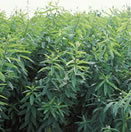 Crotalaria Juncea