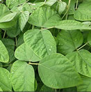 Mucuna negra