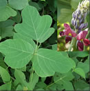 Pueraria / Kudzu tropical