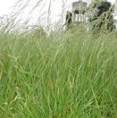 Festuca Alta (Festuca Arundinecea)